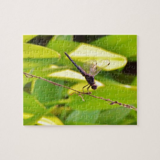 Dragonfly Blue en zwart op gras. Legpuzzel (Horizontaal)