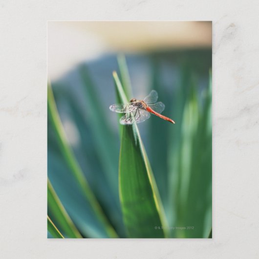 Dragonfly Briefkaart (Voorkant)