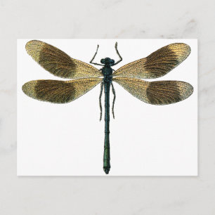  dragonfly briefkaart