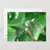 Dragonfly Briefkaart (Voorkant / Achterkant)