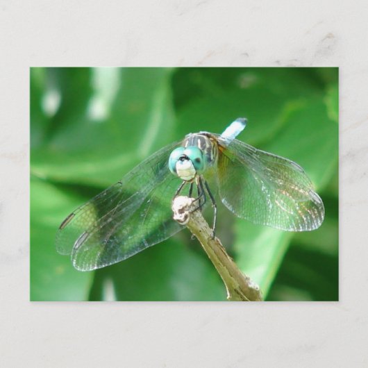 Dragonfly Briefkaart (Voorkant)