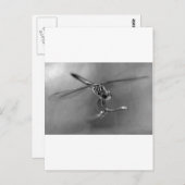 Dragonfly Briefkaart (Voorkant / Achterkant)