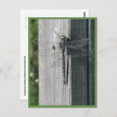 Dragonfly Briefkaart (Voorkant / Achterkant)