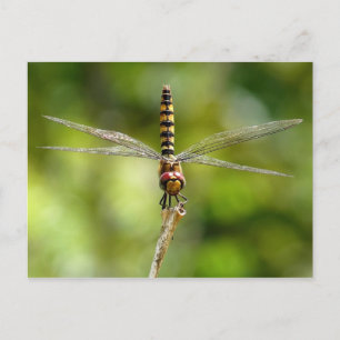 Dragonfly Briefkaart