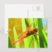 Dragonfly Briefkaart (Voorkant / Achterkant)