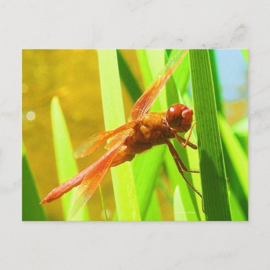 Dragonfly Briefkaart (Voorkant)