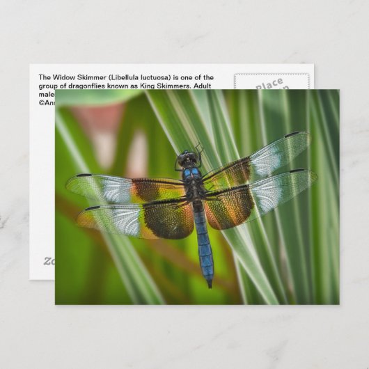 Dragonfly Briefkaart (Voorkant / Achterkant)