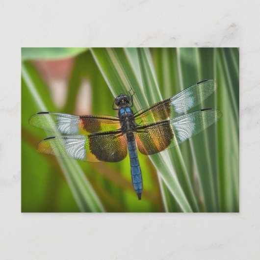 Dragonfly Briefkaart (Voorkant)