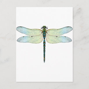 DragonFly Briefkaart