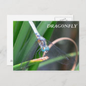 Dragonfly Briefkaart (Voorkant / Achterkant)