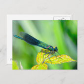 Dragonfly Briefkaart (Voorkant / Achterkant)