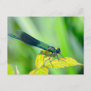 Dragonfly Briefkaart