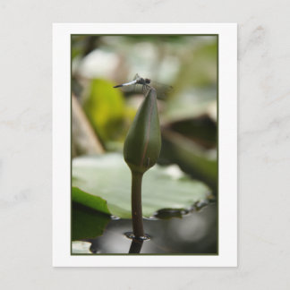 Dragonfly-Briefkaart Briefkaart