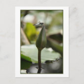 Dragonfly-Briefkaart Briefkaart (Voorkant)