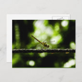 Dragonfly - briefkaarten (Voorkant / Achterkant)