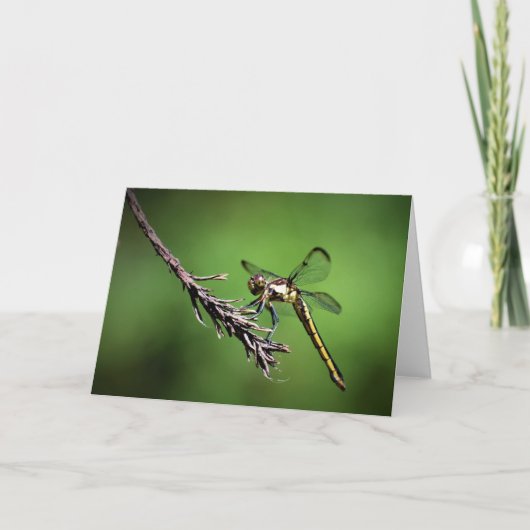 Dragonfly, carte (Devant)