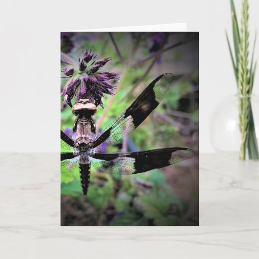 Dragonfly, carte (Devant)