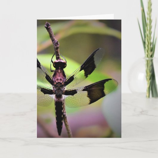 Dragonfly, carte (Devant)