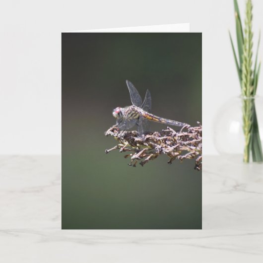 Dragonfly, carte (Devant)