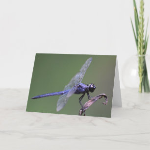 Dragonfly, carte