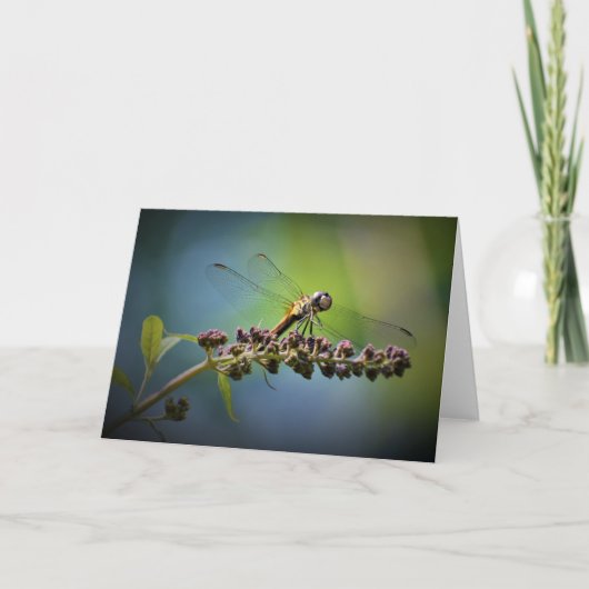 Dragonfly, carte (Devant)