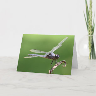Dragonfly, carte