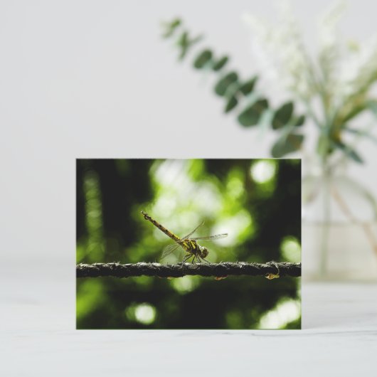 Dragonfly - carte postale (Debout devant)