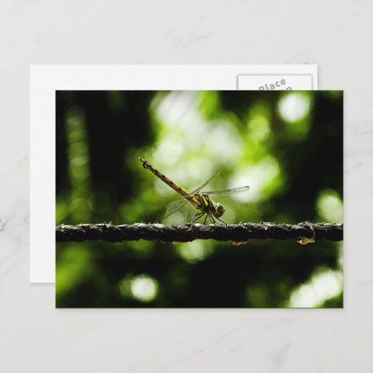 Dragonfly - carte postale (Devant / Derrière)