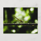 Dragonfly - carte postale (Devant)