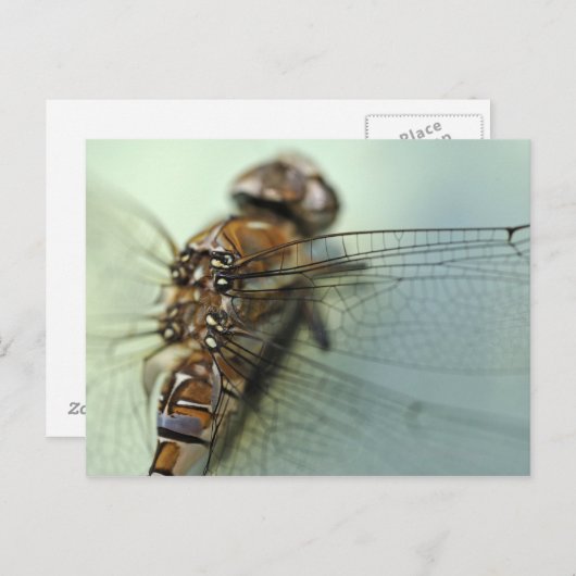 Dragonfly close-up briefkaart (Voorkant / Achterkant)