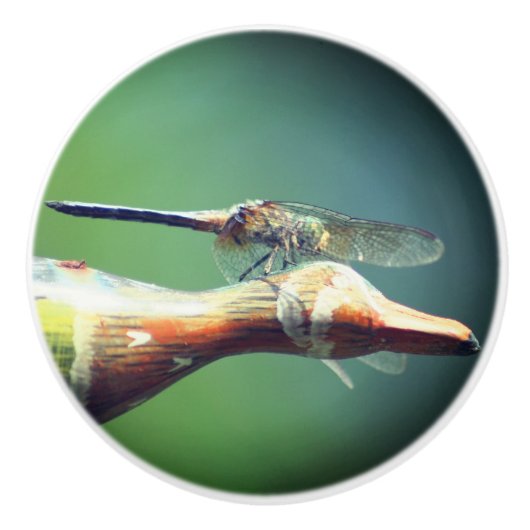 Dragonfly Co Pilot Insect Keramische Knop (Voorkant)