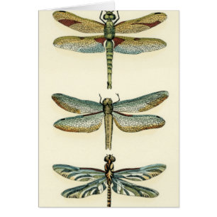 Dragonfly-Collectie door Chariklia Zarris