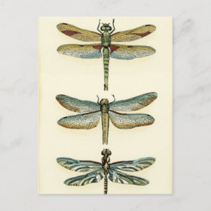 Dragonfly-Collectie door Chariklia Zarris Briefkaart
