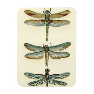 Dragonfly-Collectie door Chariklia Zarris Magneet