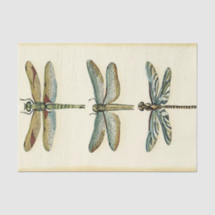 Dragonfly-Collectie door Chariklia Zarris Tissuepapier