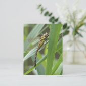 Dragonfly do-it-yourself carte postale (Debout devant)