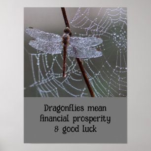 Dragonfly Dragonflies Betekenis Kaart Poster