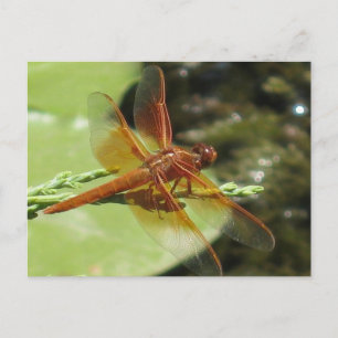 Dragonfly Dreams Briefkaart