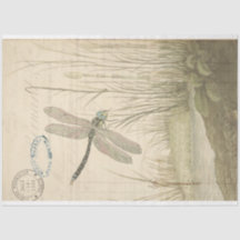 Dragonfly Ephemera