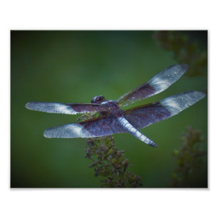 Dragonfly Foto Afdruk