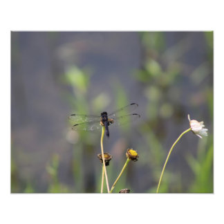 dragonfly foto afdruk