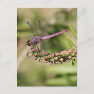 Dragonfly Foto Briefkaart