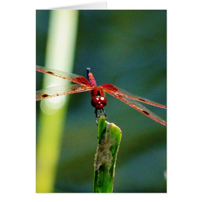 Dragonfly frontale rouge et noire (Devant)