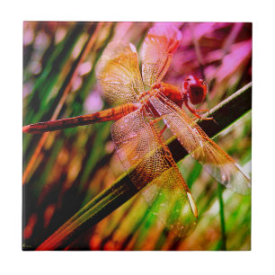 DRAGONFLY GOLDEN HARMONY 2.jpg Tegeltje
