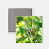 Dragonfly Handstand Magnet Magneet (Voorkant / Achterkant)