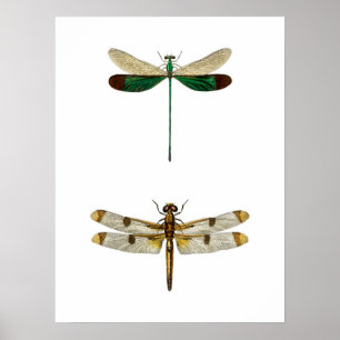  dragonfly-illustratie poster