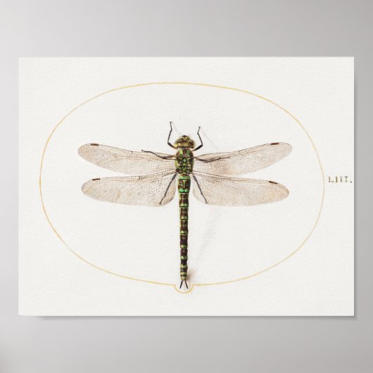 Dragonfly Illustratie Poster (Voorkant)