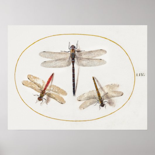 Dragonfly Illustratie Poster (Voorkant)