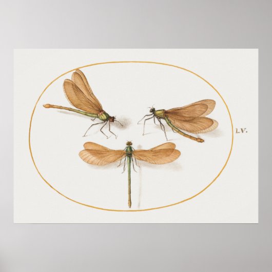 Dragonfly Illustratie Poster (Voorkant)