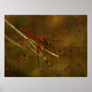 Dragonfly in de tuin poster